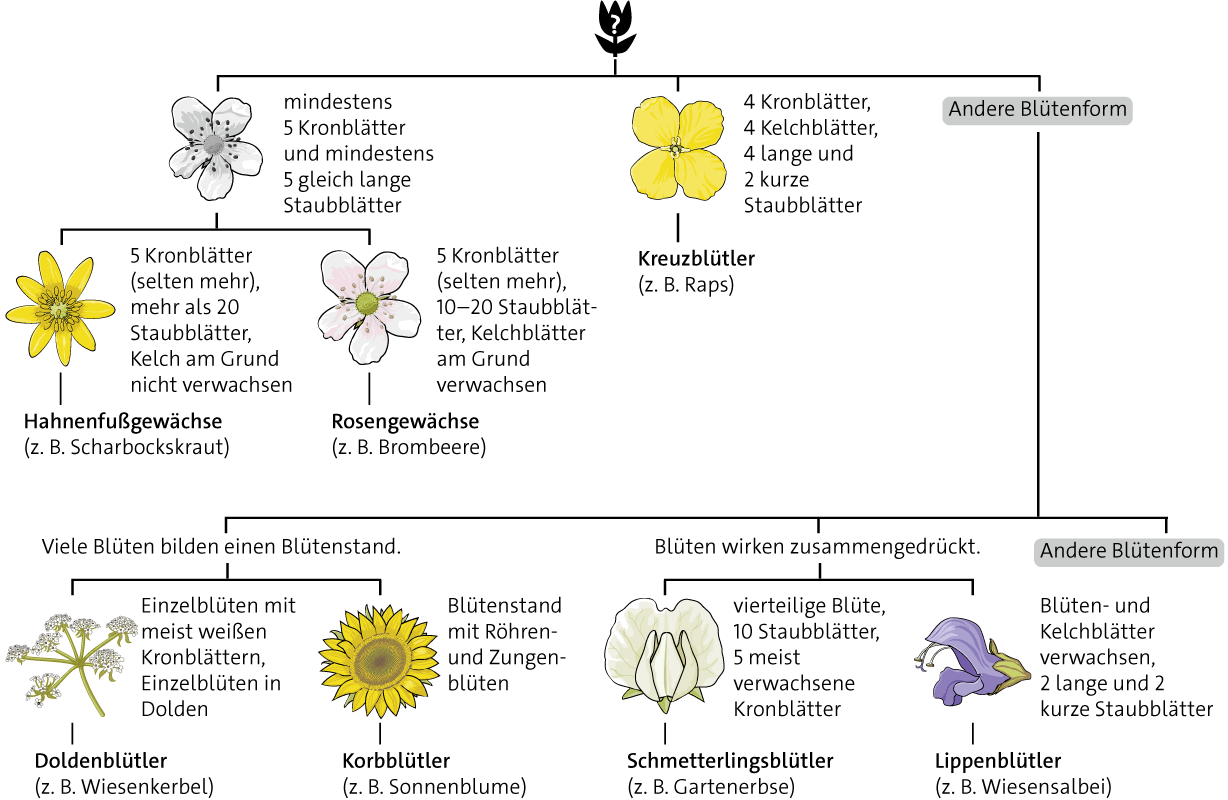 Identification Key For Plant Families – Markus Ruchter Illustration